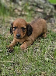 car_main_img_/media/ap_media/pets/LRPJUIULWUHV188781.webp.250x250_q85.webp