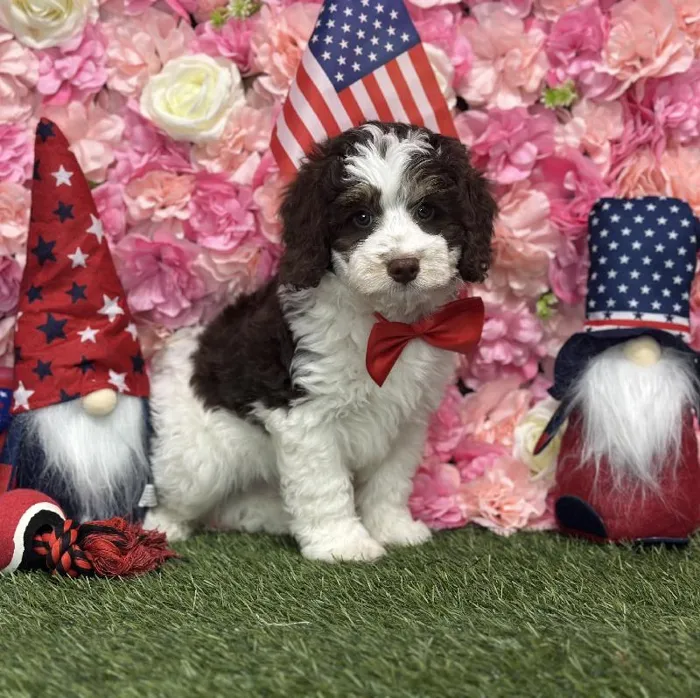 Male Mini Bernedoodle 2nd Gen Puppy for Sale in Saugus, MA