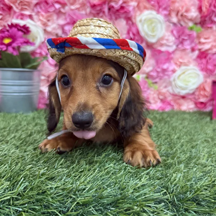 Male Dachshund Puppy for Sale in Braintree, MA