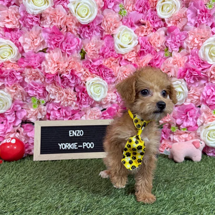 Male Yorkie-Poo 2Nd Gen puppy named Enzo for sale at Pet Express Braintree.