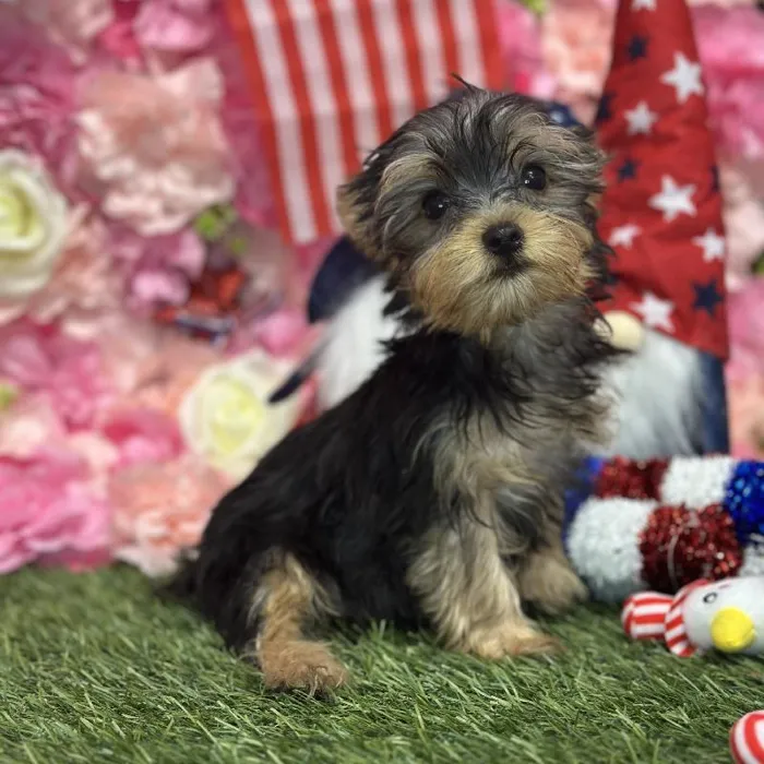 Female Yorkshire Terrier Puppy for Sale in Saugus, MA