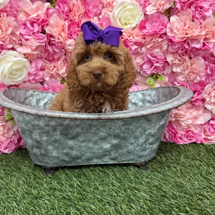 Female Cockapoo Puppy for Sale in Braintree, MA