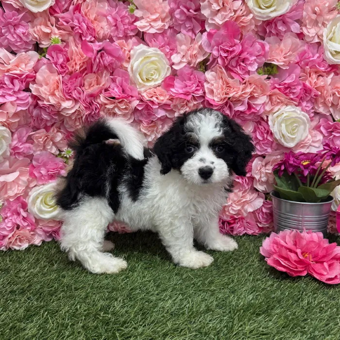 Female Mini Bernedoodle 2nd Gen Puppy for Sale in Braintree, MA