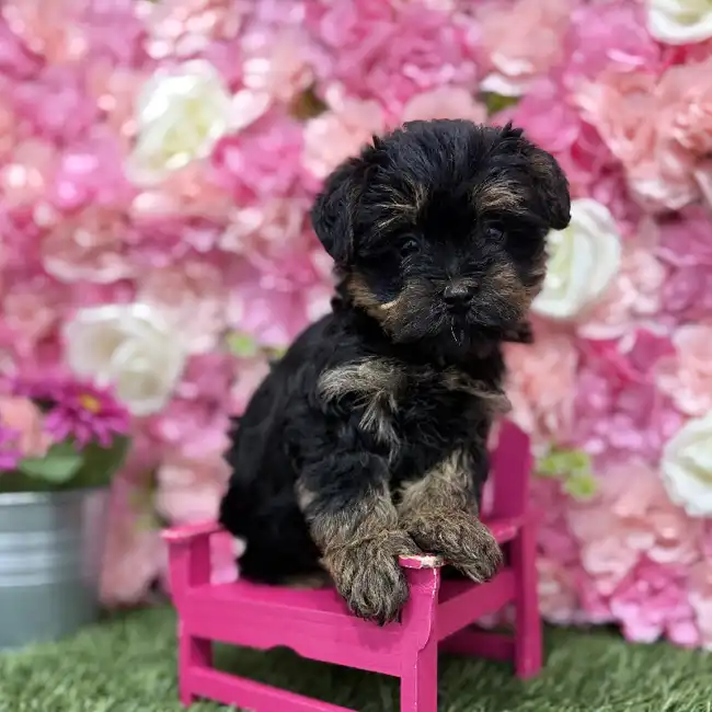 Male Yorkie-Poo Puppy for Sale in Braintree, MA