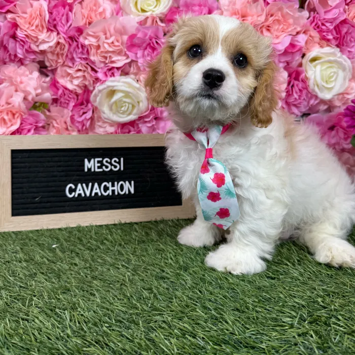 Male Cavachon puppy named Messi for sale at Pet Express Braintree.