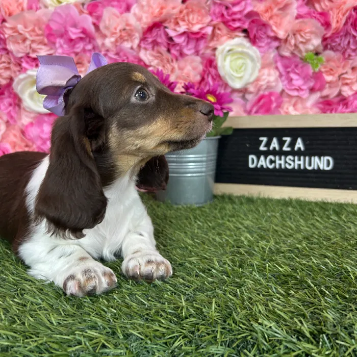 Female Dachshund puppy named Zaza for sale at Pet Express Braintree.