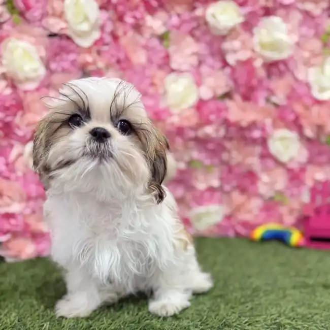 Male Shih Tzu Puppy for Sale in Braintree, MA