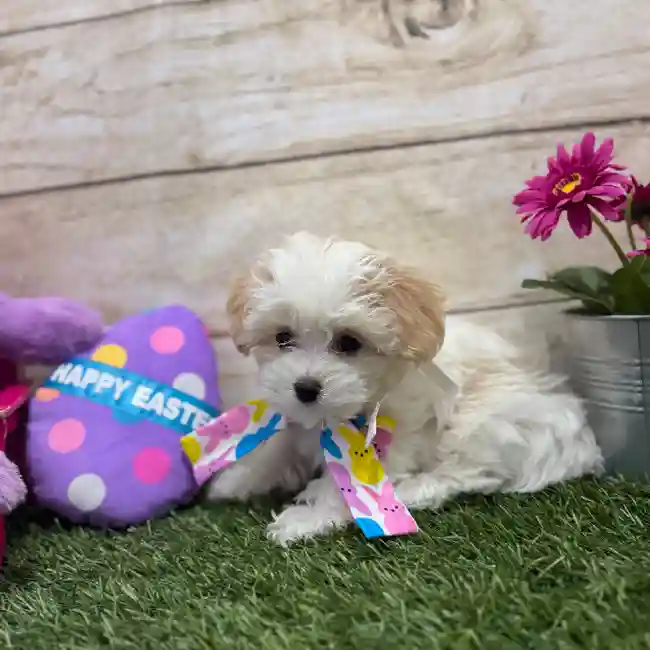 Female Yorkie-Poo 2nd Gen Puppy for Sale in Braintree, MA