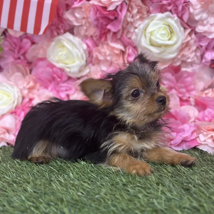 Male Yorkshire Terrier Puppy for Sale in Saugus, MA