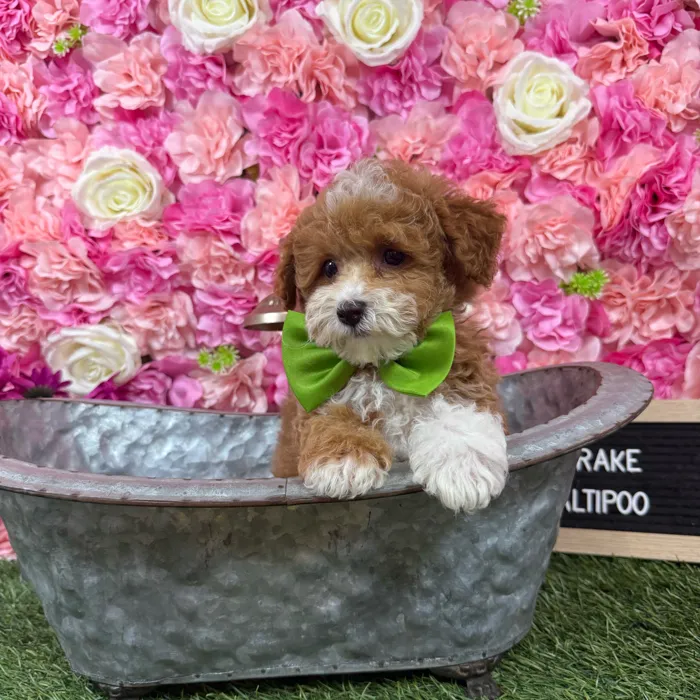 Male Malti-Poo 2Nd Gen puppy named Drake for sale at Pet Express Braintree.