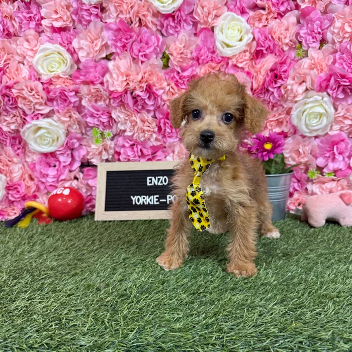 Male Yorkie-Poo 2Nd Gen puppy named Enzo for sale at Pet Express Braintree.