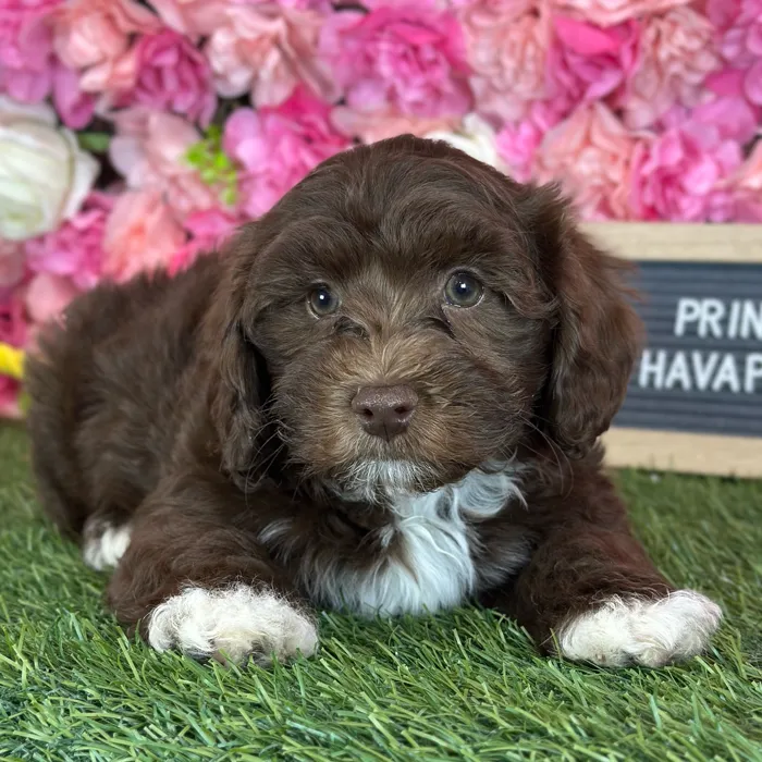 Male Havapoo puppy named Prince for sale at Pet Express Saugus.