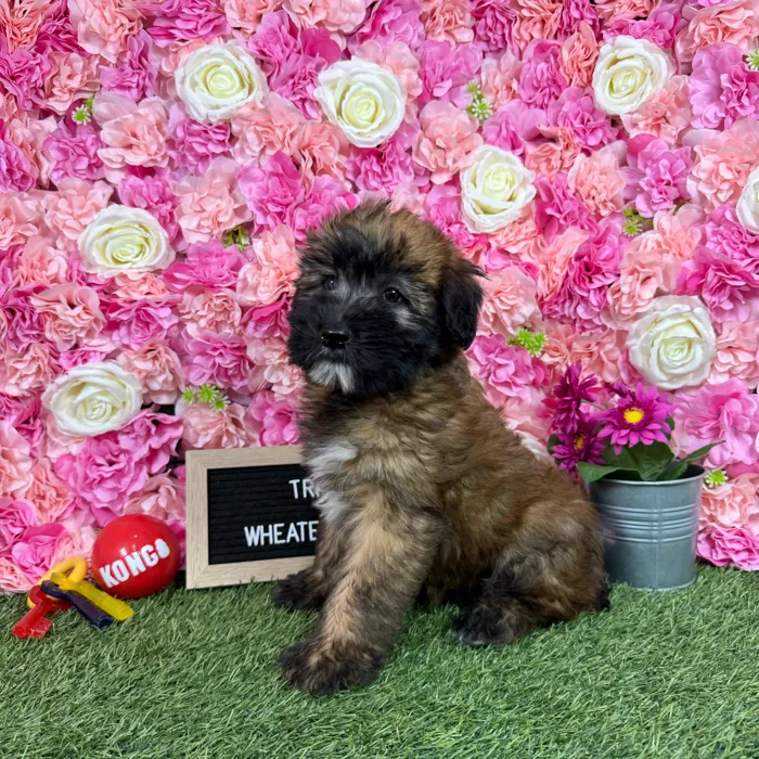 Female Soft Coated Wheaten Terrier puppy named Triscuit for sale at Pet Express Braintree.