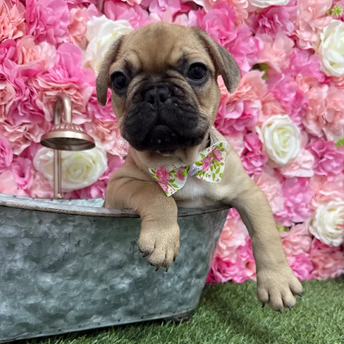 Male French Bulldog Puppy for Sale in Braintree, MA