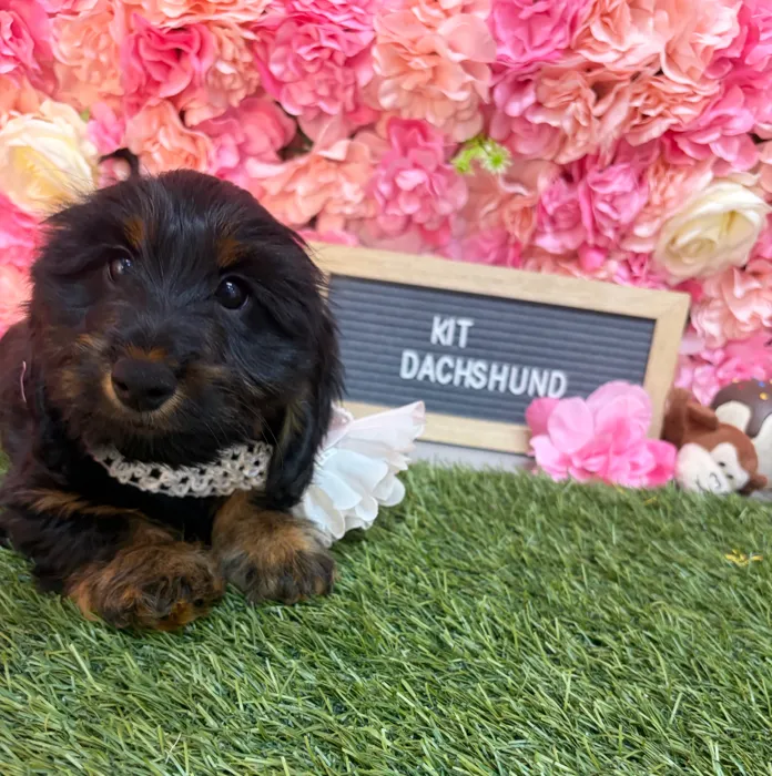Female Dachshund puppy named Kit for sale at Pet Express Saugus.