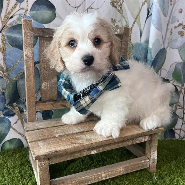 Male Cavachon puppy named Sailor for sale at Pet Express Saugus.