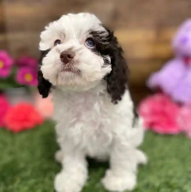 Female Cockapoo Puppy for Sale in Braintree, MA