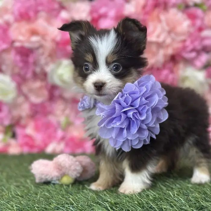Female Toy Australian Shepherd Puppy for Sale in Braintree, MA