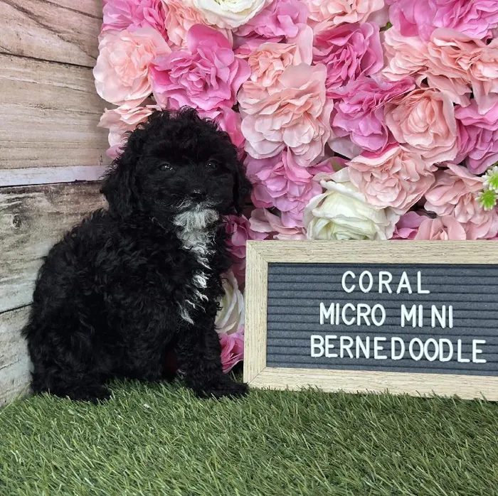 Female Micro Mini Bernedoodle F1Bb puppy named Coral for sale at Pet Express Saugus.