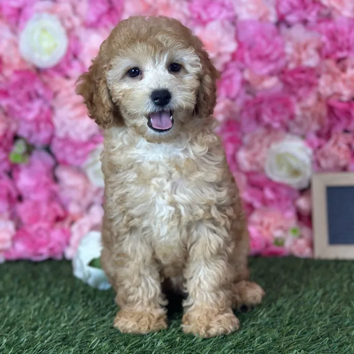 Female Poodle (Mini) puppy named Linda for sale at Pet Express Saugus.
