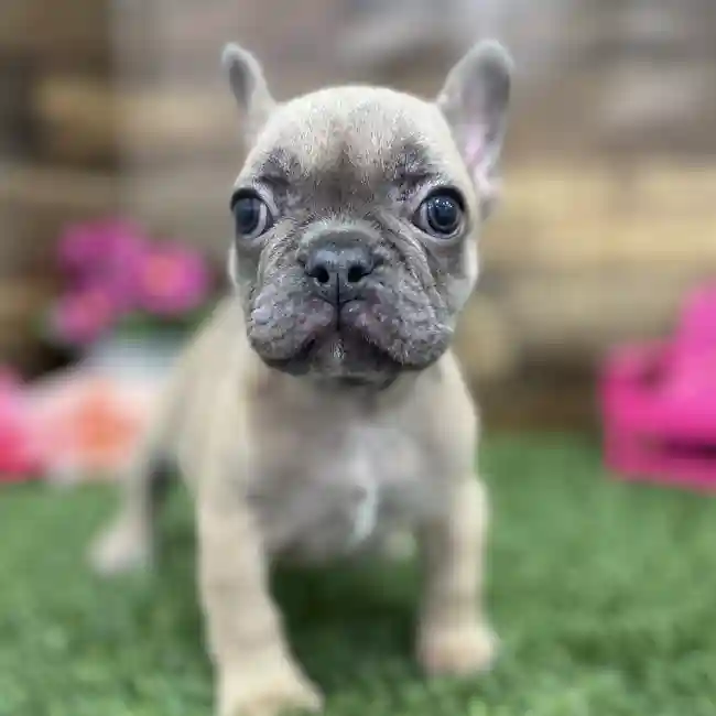 Female French Bulldog Puppy for Sale in Braintree, MA
