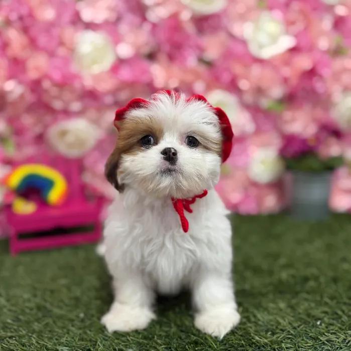 Female Lhasa Apso Puppy for Sale in Braintree, MA