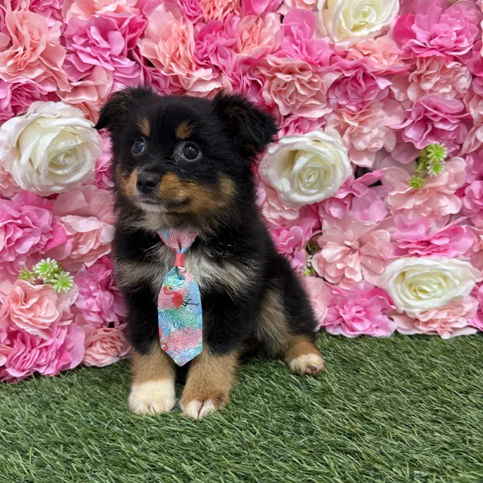 Male Toy Australian Shepherd Puppy for Sale in Braintree, MA