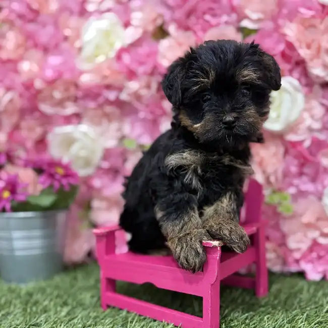 Male Yorkie-Poo Puppy for Sale in Braintree, MA