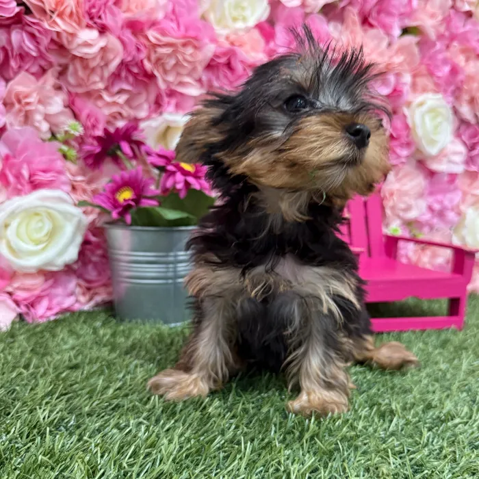 Female Yorkshire Terrier Puppy for Sale in Braintree, MA