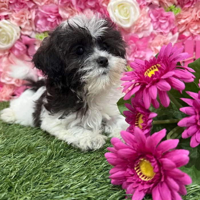 Female Shih-Poo Puppy for Sale in Braintree, MA