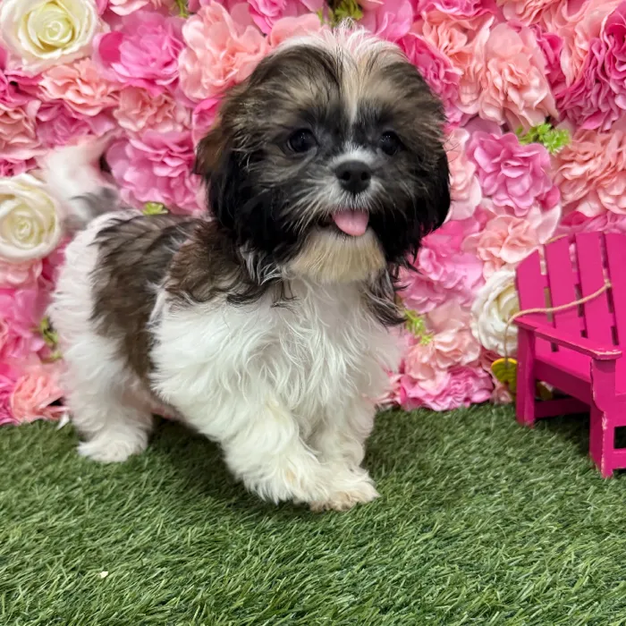 Female Shih Tzu Puppy for Sale in Braintree, MA