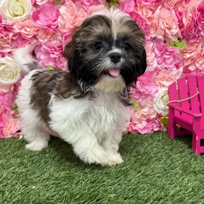 Female Shih Tzu Puppy for Sale in Braintree, MA