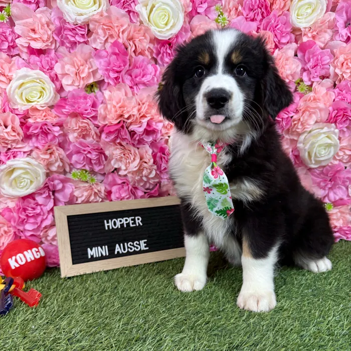 Male Miniature Australian Shepherd puppy named Hopper for sale at Pet Express Braintree.