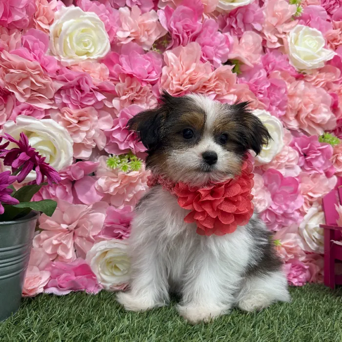 Female Shorkie Puppy for Sale in Braintree, MA
