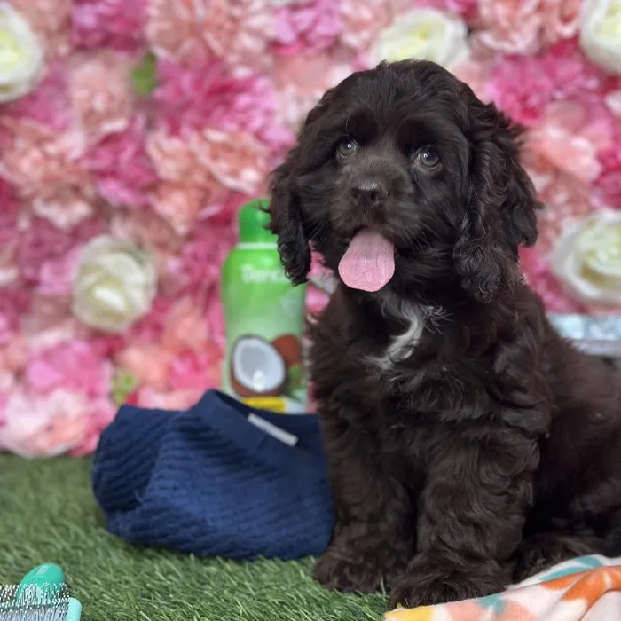 Female Cocker Spaniel Puppy for Sale in Saugus, MA