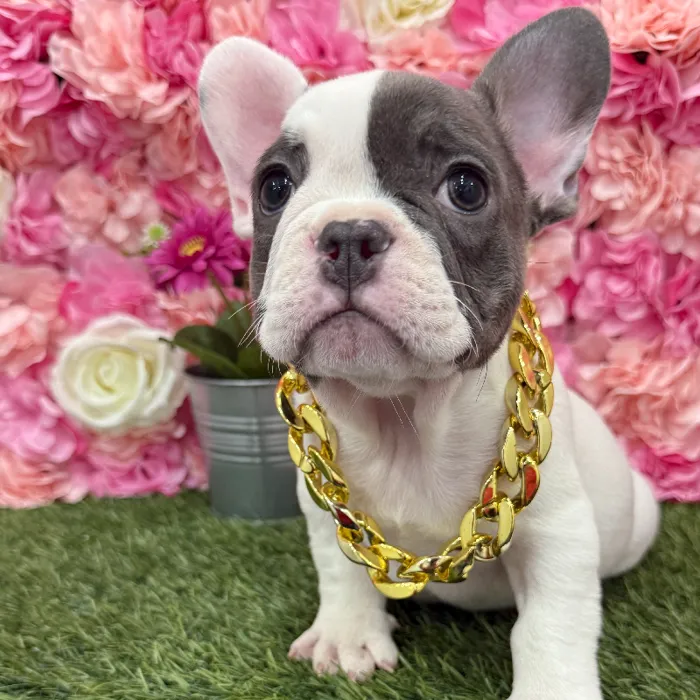 Male French Bulldog Puppy for Sale in Braintree, MA