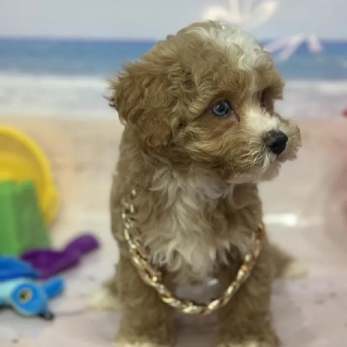 Male Mini Goldendoodle 2nd Gen Puppy for Sale in Saugus, MA