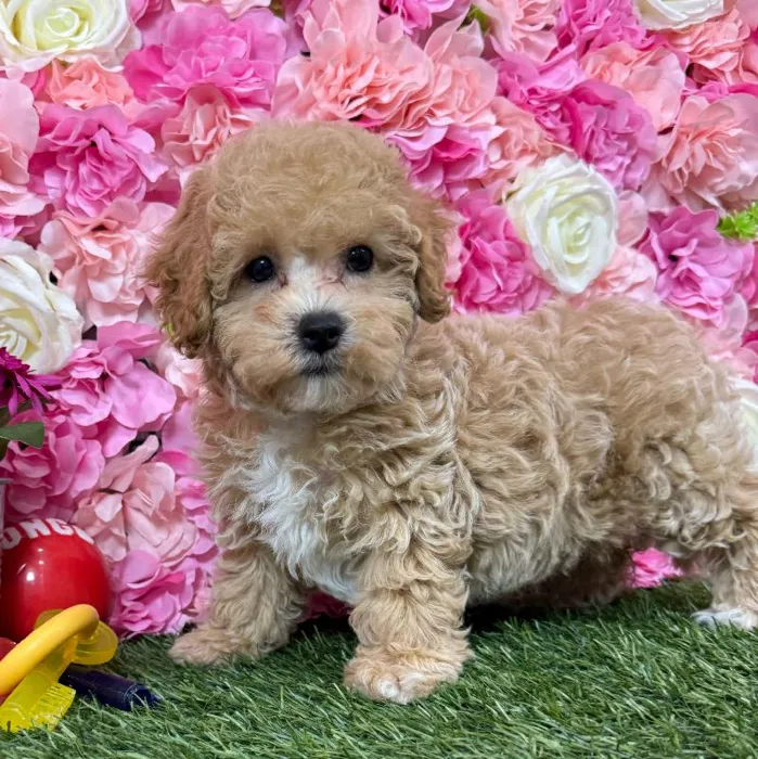 Female Bichon-Poodle puppy named Bonnie for sale at Pet Express Braintree.