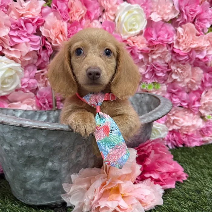 Male Dachshund Puppy for Sale in Braintree, MA