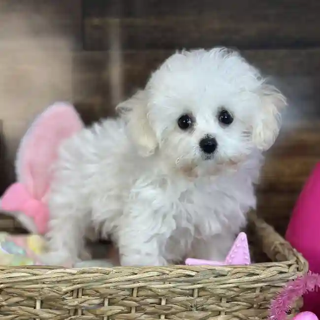 Female Bichon-Poodle 2nd Gen Puppy for Sale in Saugus, MA