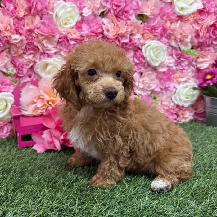 Female Poodle Toy Puppy for Sale in Braintree, MA