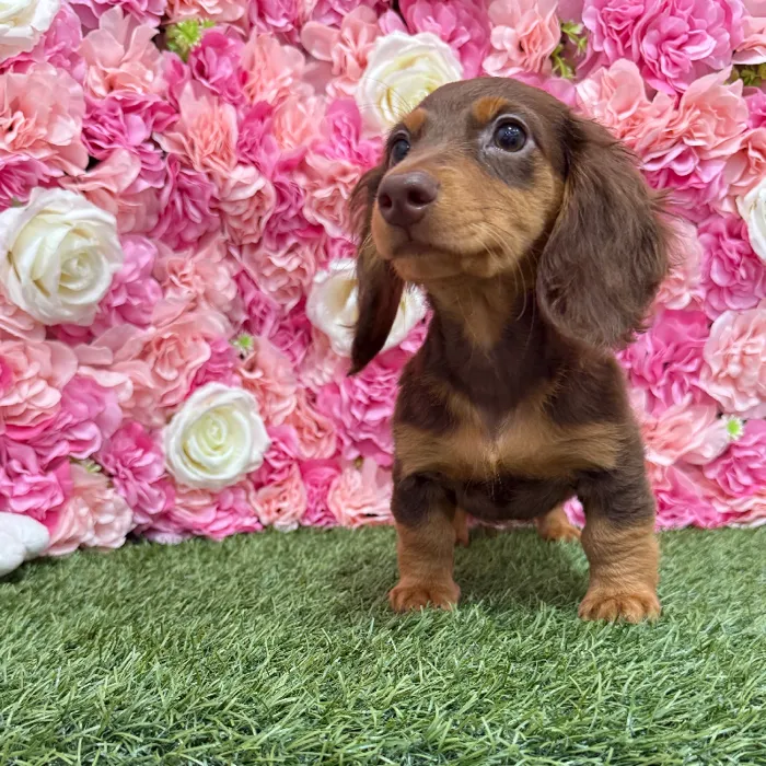 Male Dachshund Puppy for Sale in Braintree, MA