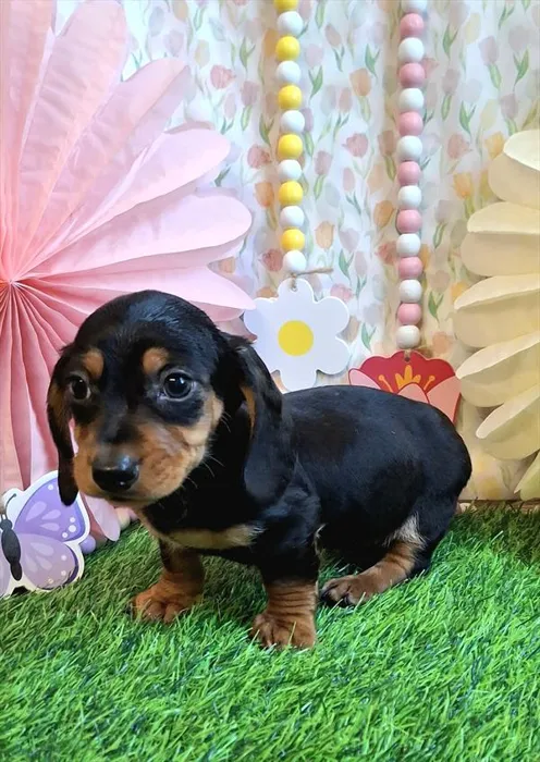 Male Dachshund puppy named Elvis for sale at Pet Express Saugus.