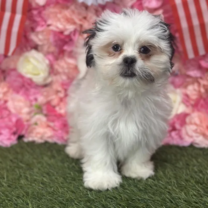 Male Malshi Puppy for Sale in Saugus, MA