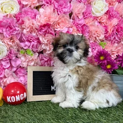 Female Malshi puppy named Pique for sale at Pet Express Braintree.
