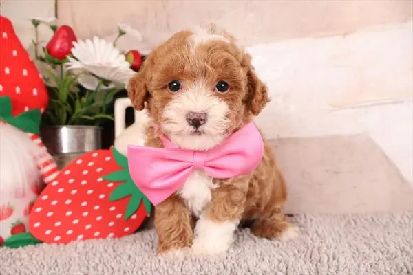 Male Malti-Poo 2Nd Gen puppy named Drake for sale at Pet Express Braintree.