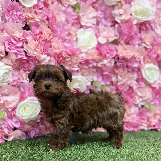 Female Yorkie-Poo Puppy for Sale in Braintree, MA
