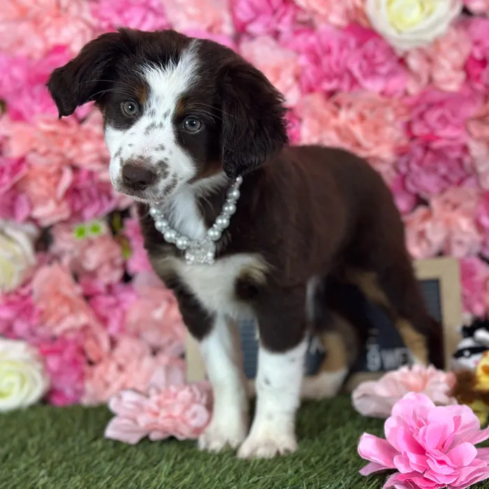 Female Miniature Australian Shepherd puppy named Pamela for sale at Pet Express Saugus.