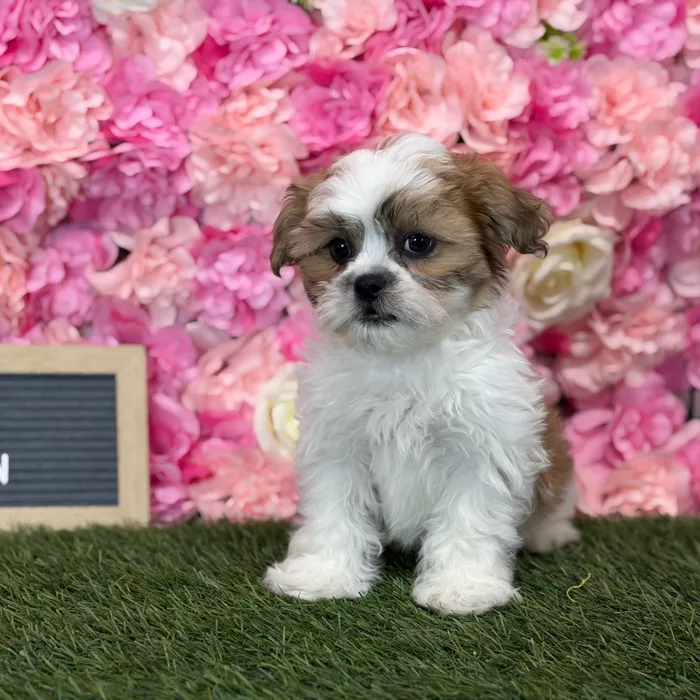 Male Teddy Bear (Zuchon) puppy named Gallo for sale at Pet Express Saugus.