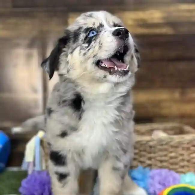 Female Australian Husky Puppy for Sale in Saugus, MA